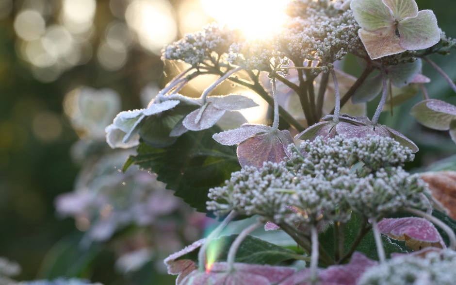 点击大图看下一张:冬日精致冰封花卉惊艳美景壁纸