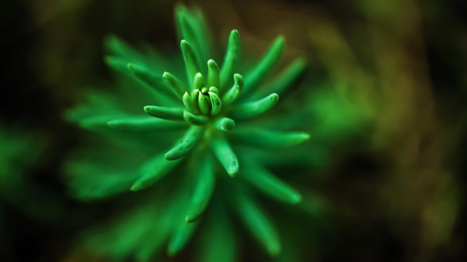 点击大图看下一张：大自然护眼微距植物电脑桌面壁纸