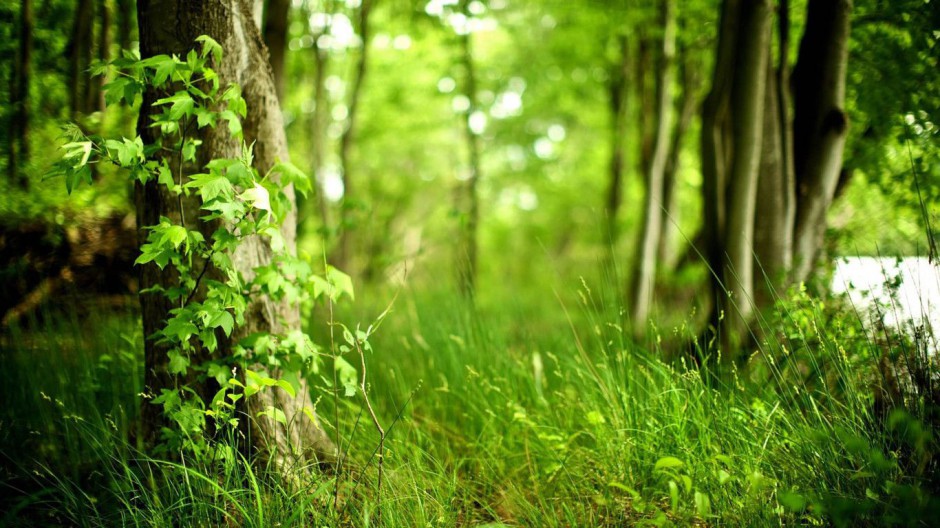 点击大图看下一张：初春清新绿色森林唯美风景背景素材