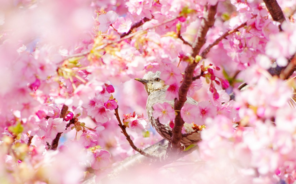 点击大图看下一张：富士山唯美粉色樱花浪漫风景图