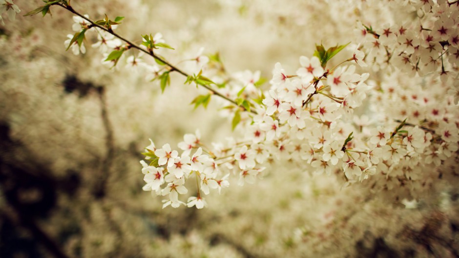点击大图看下一张：春日清新粉色樱花浪漫飘落美景