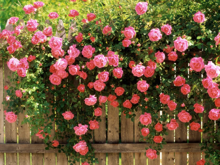 点击大图看下一张：春日探出墙的粉色玫瑰