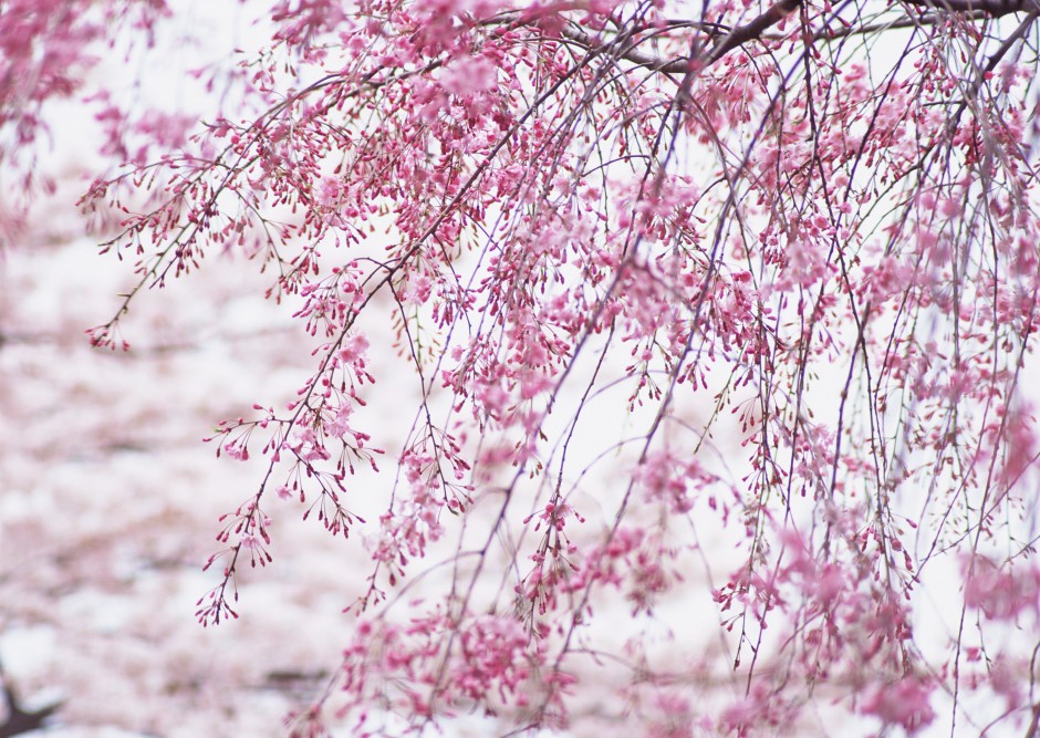 点击大图看下一张：三月桃花浪漫唯美春日风景壁纸