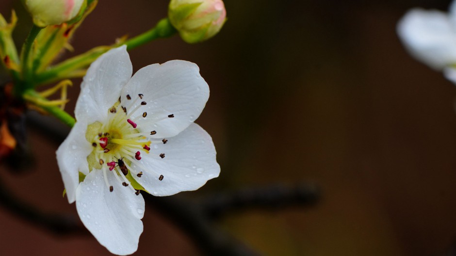 点击大图看下一张：初春纯白梨花唯美风景图片