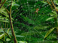 可爱清新的蜘蛛网背景图片