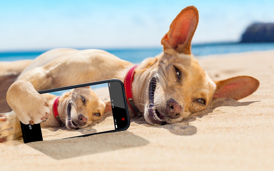 点击大图看下一张：夏日沙滩可爱狗狗壁纸图片