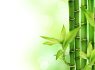绿色的竹子唯美简约高清背景图
