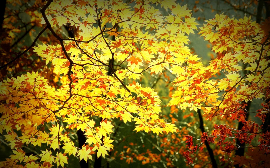 点击大图看下一张：秋天的唯美枫叶风景壁纸