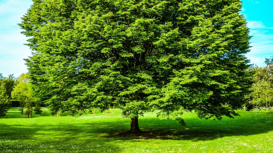 点击大图看下一张：枝繁叶茂的绿色树木电脑桌面壁纸