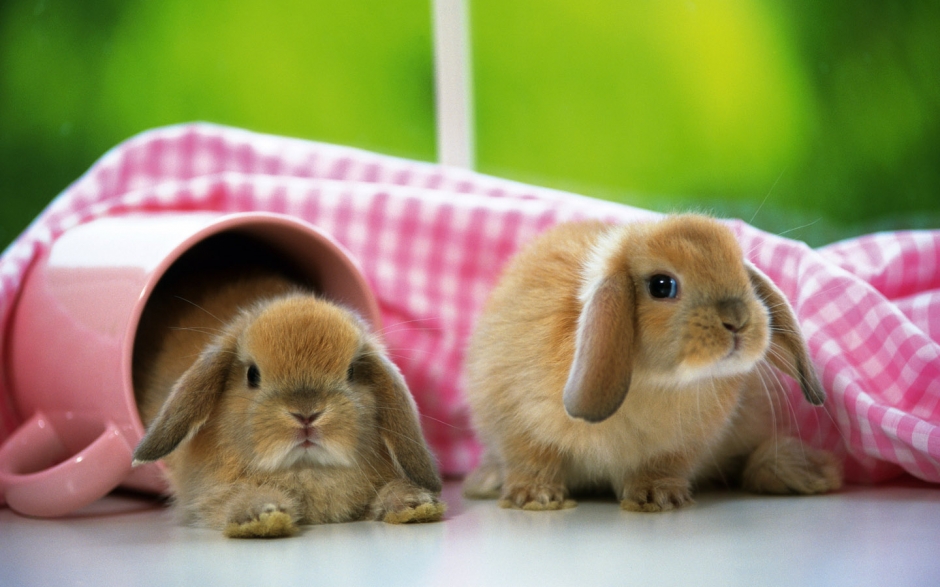 点击大图看下一张：动物壁纸可爱兔子图片大全 可爱的兔子温馨图片高清
