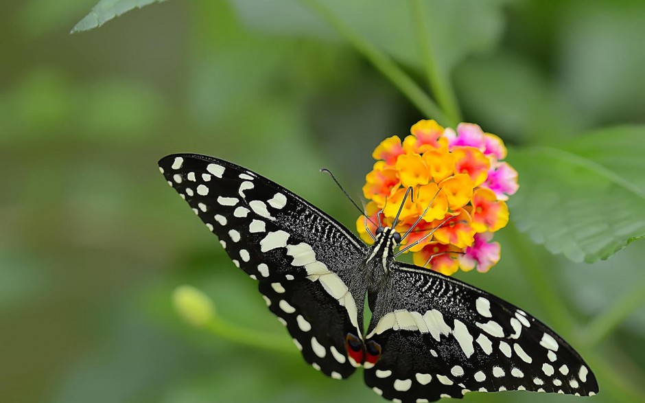 点击大图看下一张：蝴蝶与花儿精美壁纸欣赏