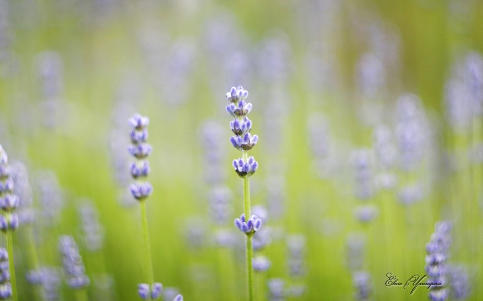 点击大图看下一张：素雅清新花卉梦幻唯美绽放风景美图
