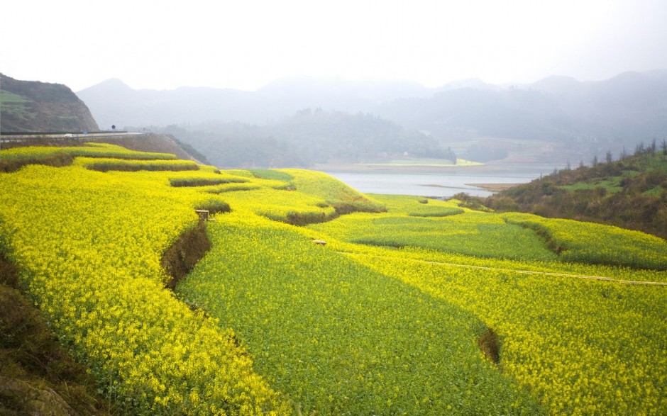 点击大图看下一张：唯美油菜花高清花卉桌面壁纸