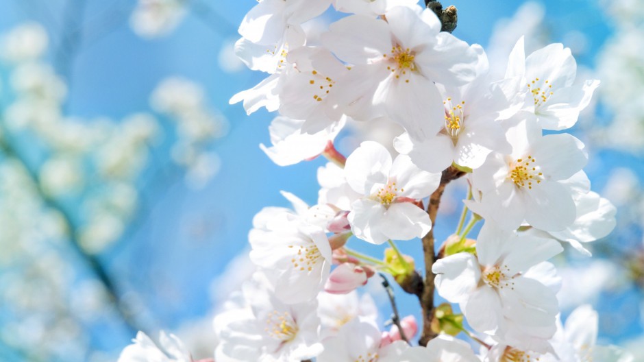 点击大图看下一张:春日浪漫唯美清新花卉风景美图