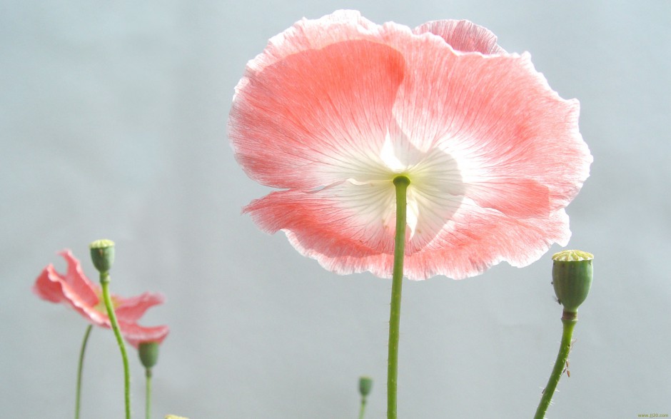 点击大图看下一张：素雅罂粟花浪漫自然植物花卉风景壁纸