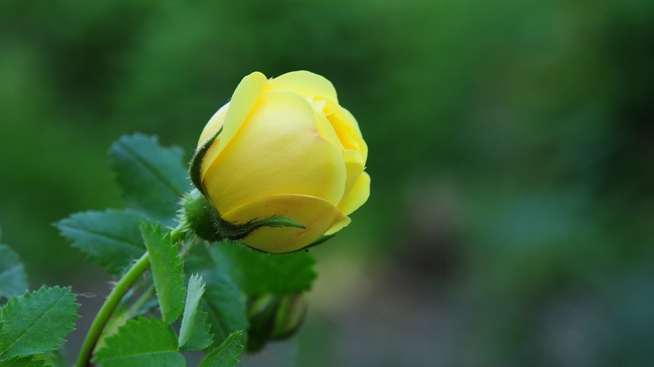 点击大图看下一张：浪漫黄玫瑰清新雨后美景图片