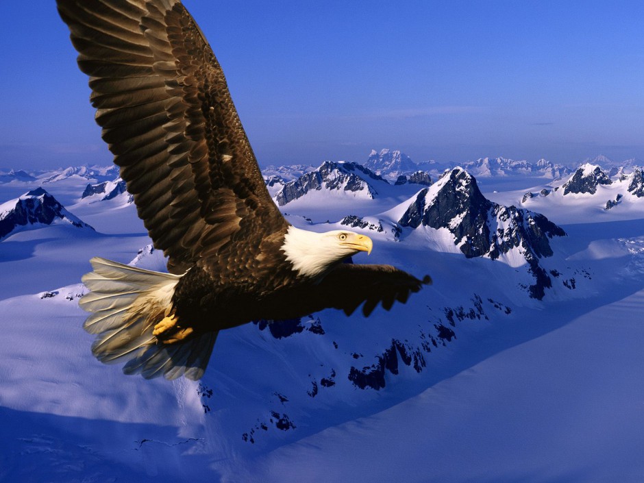 点击大图看下一张：鸟北美白头海雕动物壁纸