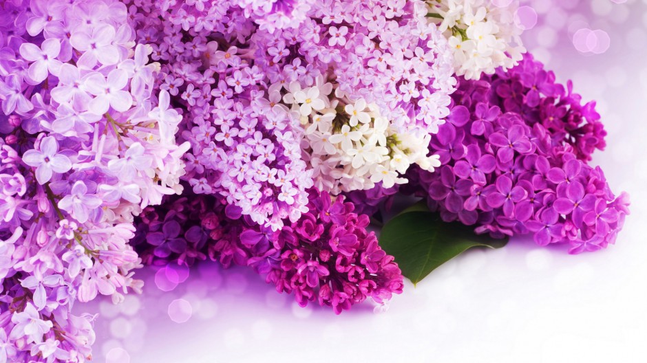 点击大图看下一张：紫色浪漫风信子唯美春日风景壁纸