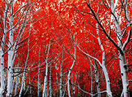 秋天的树叶风景桌面壁纸