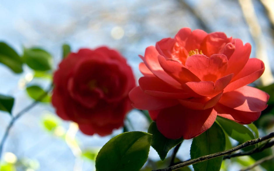 点击大图看下一张：唯美花朵桌面壁纸红色山茶花