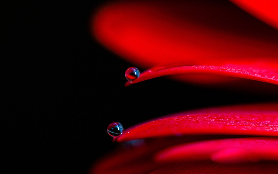 点击大图看下一张：简约雨后清新花卉露珠精美个性壁纸