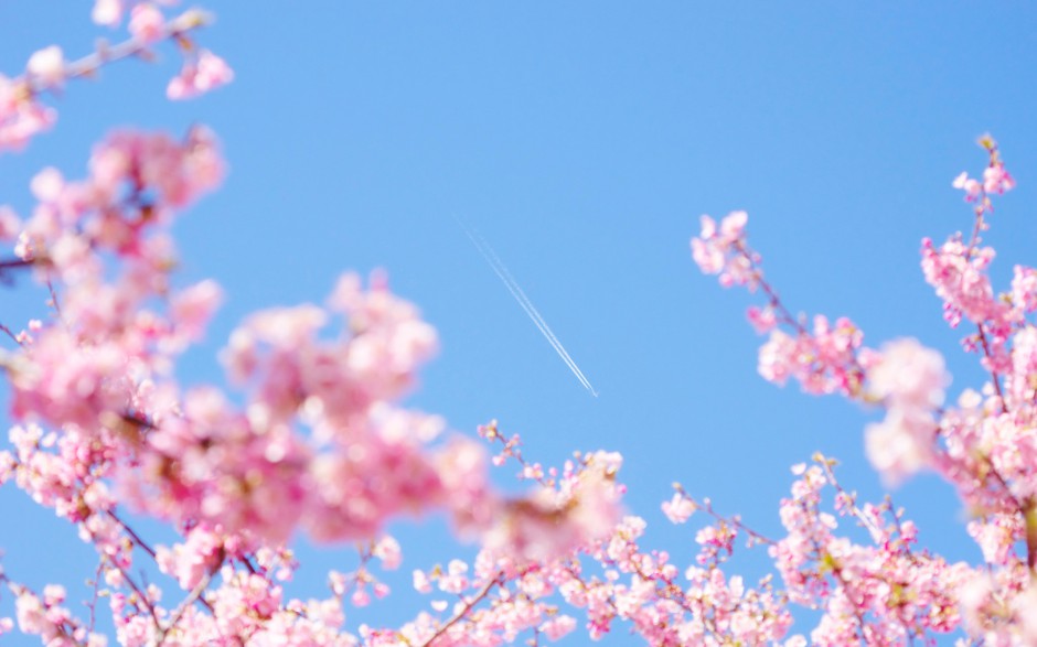 点击大图看下一张：富士山唯美粉色樱花浪漫风景图