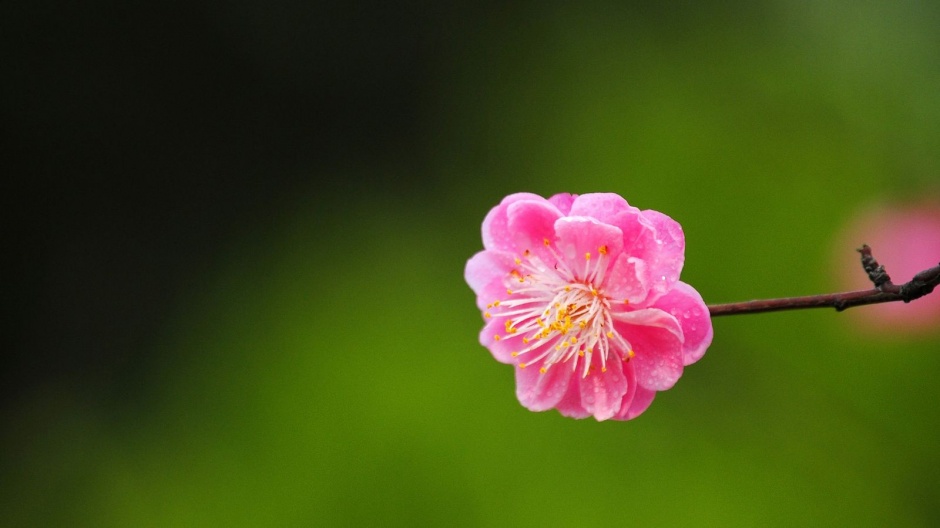 点击大图看下一张：粉色的桃花唯美背景图片