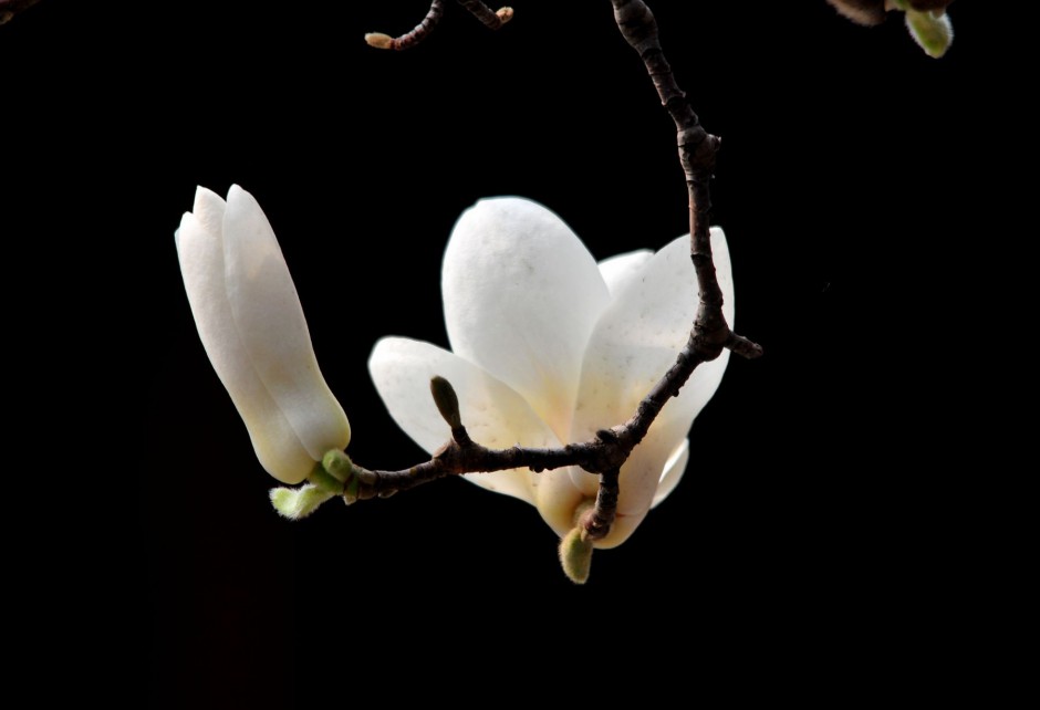 点击大图看下一张：白色玉兰花高清花卉壁纸