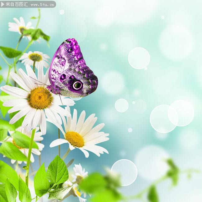 点击大图看下一张：花朵上的蝴蝶唯美意境简约背景图片