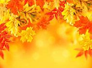 秋天的金色枫叶ppt背景图片