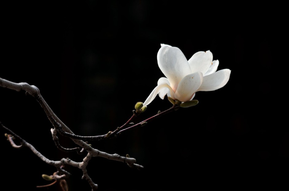 点击大图看下一张：白色玉兰花高清花卉壁纸