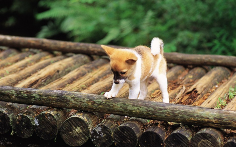 点击大图看下一张:可爱狗狗超清壁纸欣赏