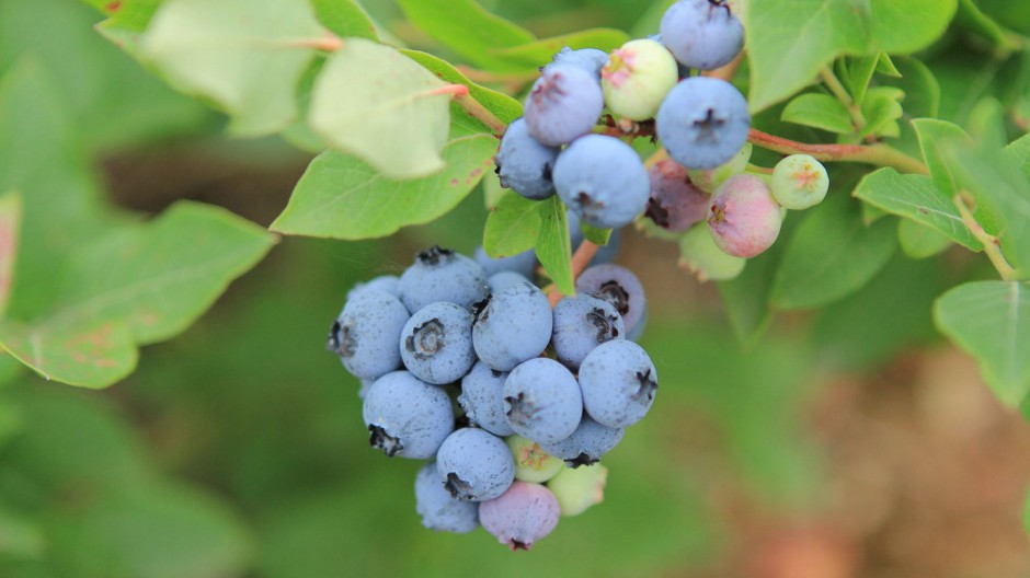 点击大图看下一张：蓝莓水果可爱清新风格图片