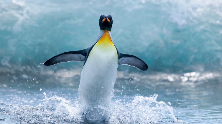 点击大图看下一张：超萌可爱的企鹅动物壁纸