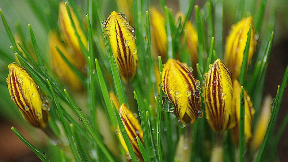 点击大图看下一张:唯美藏红花高清护眼宽频桌面壁纸