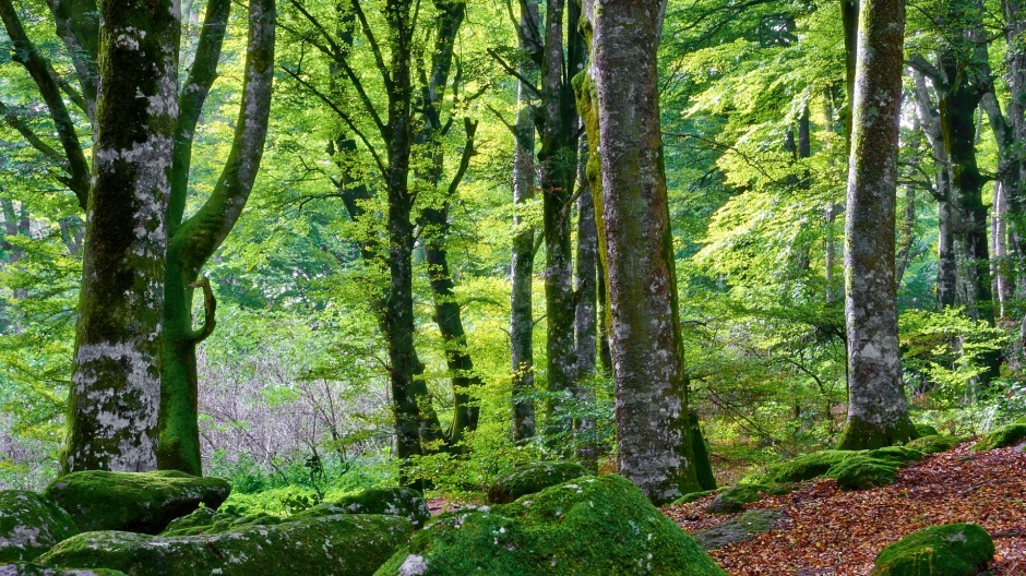 点击大图看下一张：绿色森林高清护眼电脑壁纸