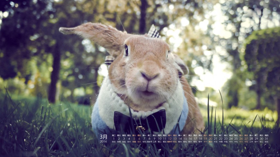 点击大图看下一张：兔子可爱萌宠日历精美电脑壁纸