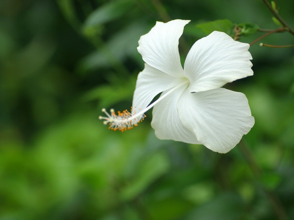 点击大图看下一张：清新淡雅白色花朵背景图片