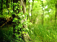 初春清新绿色森林唯美风景背景素材
