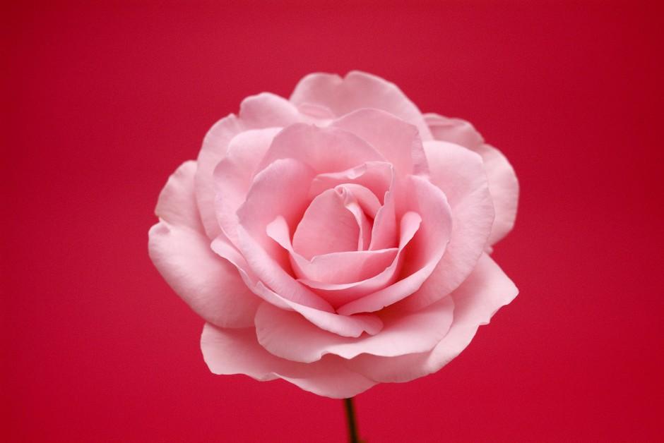 点击大图看下一张：清新粉色玫瑰浪漫自然风景写真
