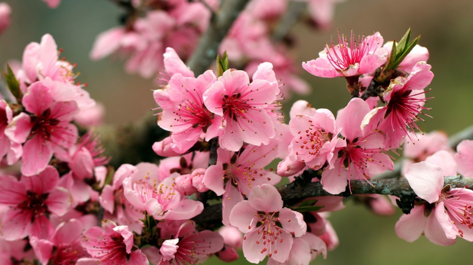 点击大图看下一张：春日娇艳鲜花唯美大自然风景美图