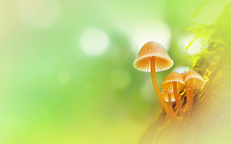 点击大图看下一张:树上的蘑菇小清新护眼高清壁纸