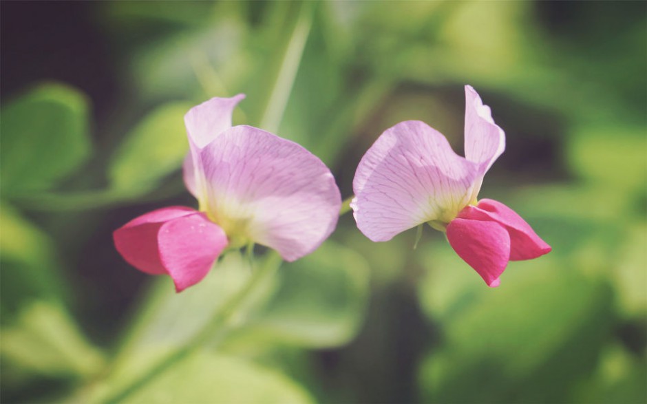 点击大图看下一张：粉色豌豆角花朵壁纸唯美自然