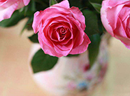 粉色玫瑰高清花卉壁纸赏析