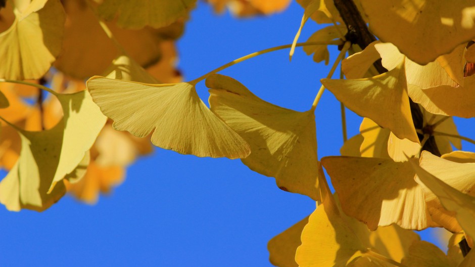 点击大图看下一张：唯美银杏树叶自然清新风景图片壁纸