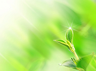 纯淡绿色植物背景图片