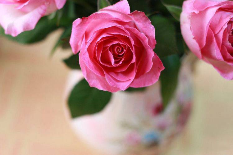 点击大图看下一张：粉色玫瑰高清花卉壁纸赏析