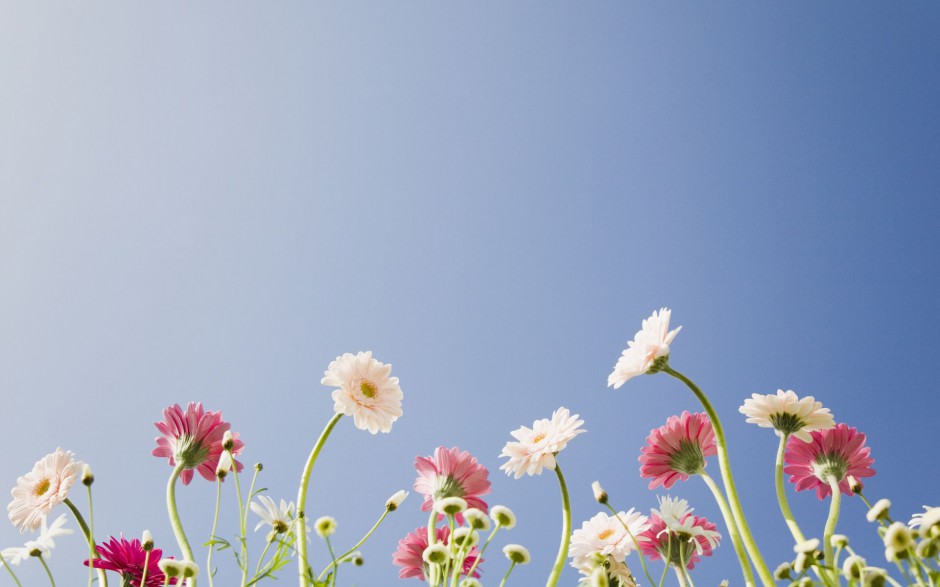 点击大图看下一张：浪漫素雅蓝天与花卉梦幻自然风景高清壁纸