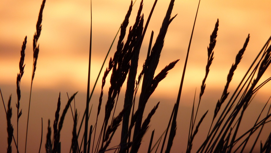 点击大图看下一张：黄昏中的麦穗植物风景桌面壁纸