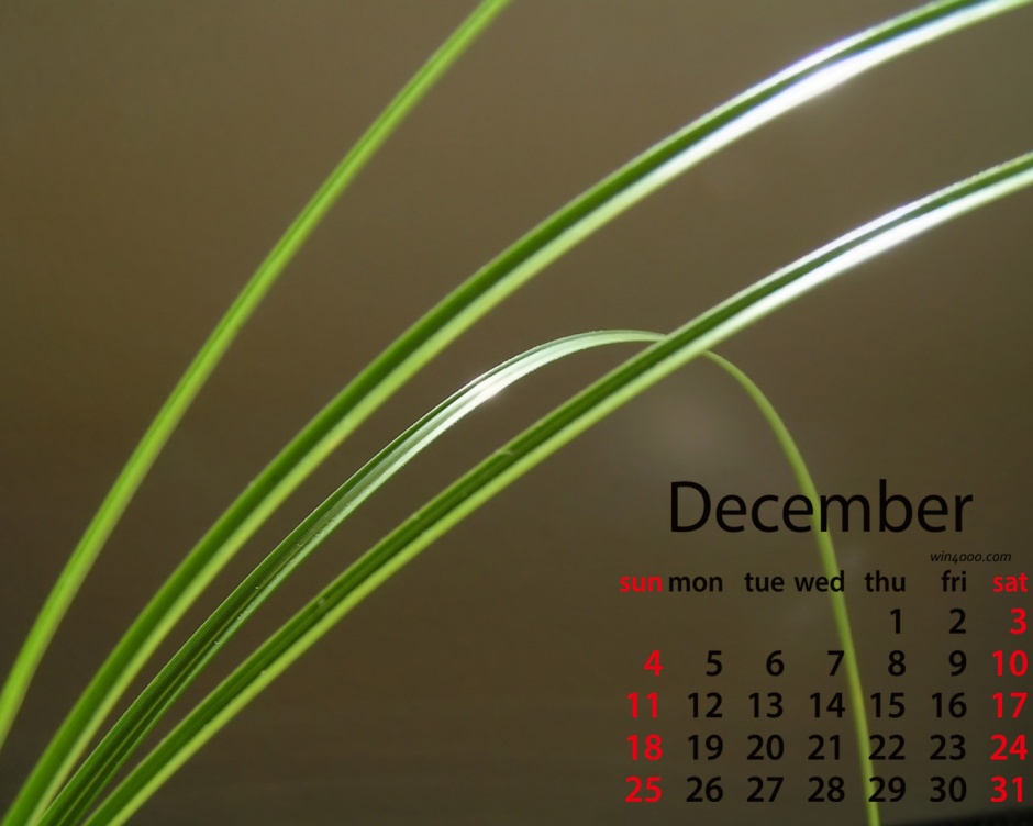 点击大图看下一张：2016年12月日历绿色植物电脑壁纸
